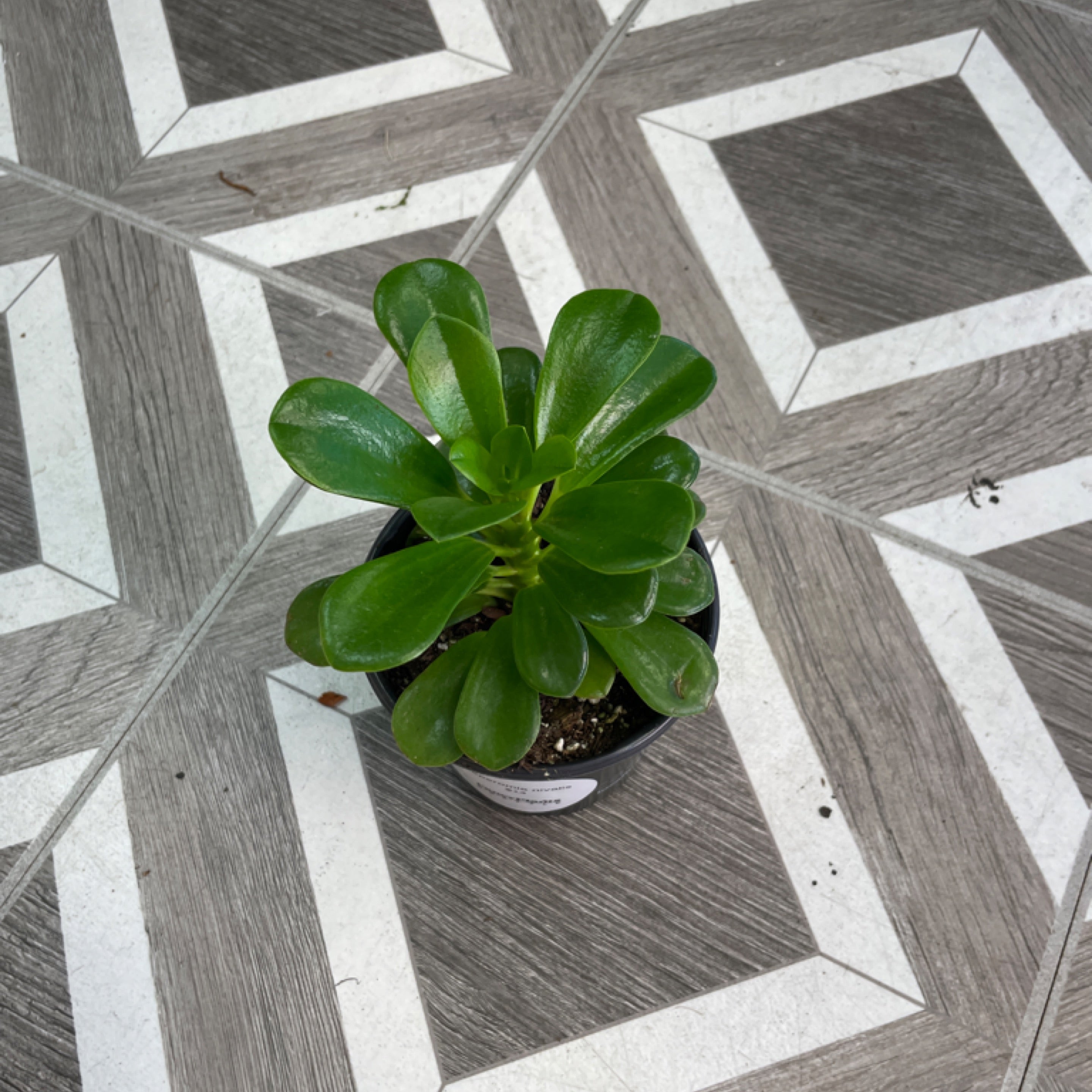 Peperomia nivalis