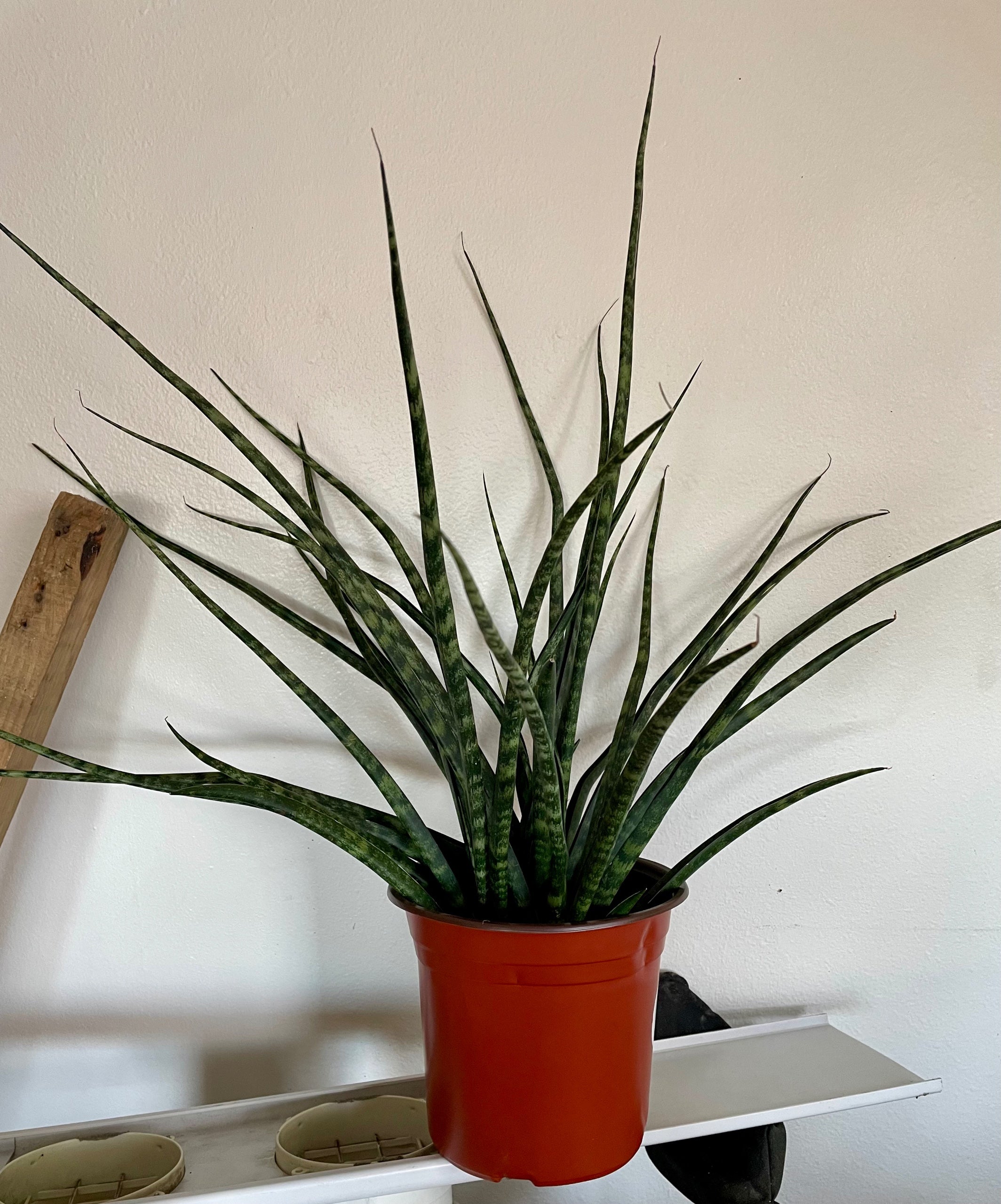 Sansevieria bacularis 'Mikado' Snake Plant