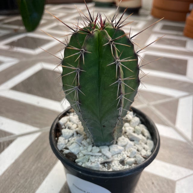Succulents and Cacti | Fancy Plants Seattle