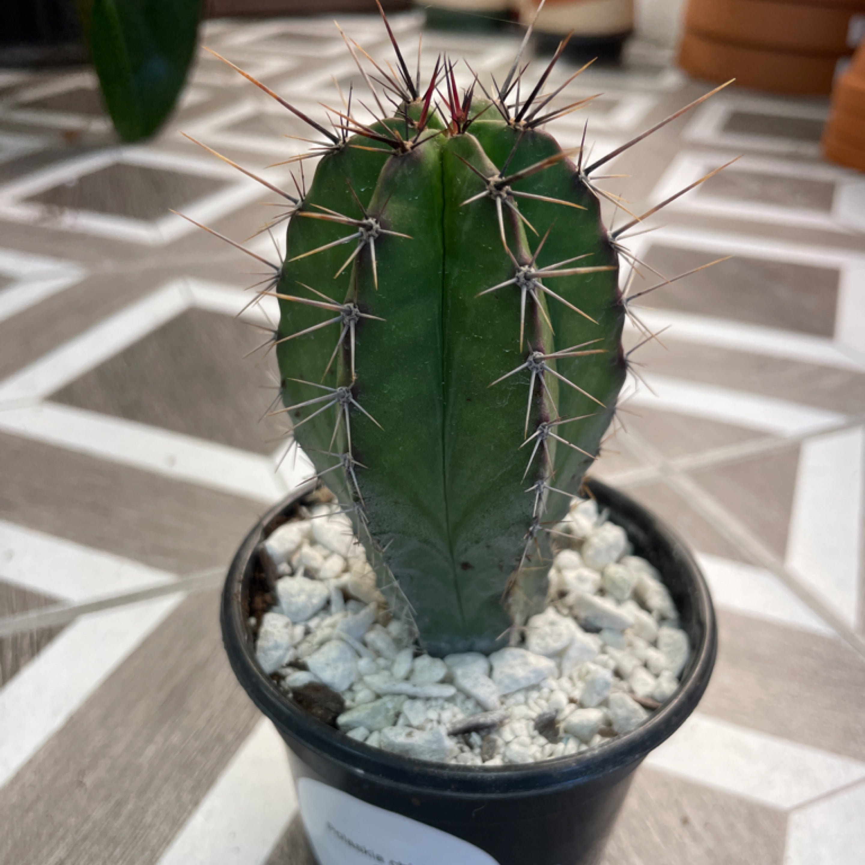 Polaskia chichipe