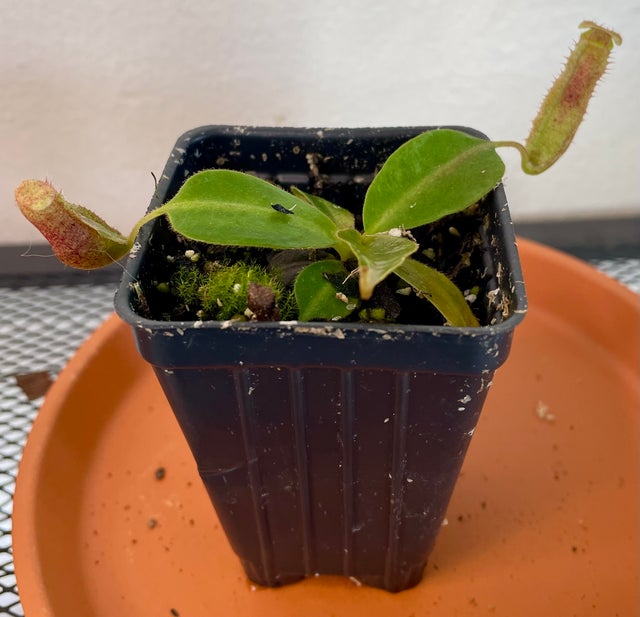 Carnivorous Plants | Fancy Plants Seattle