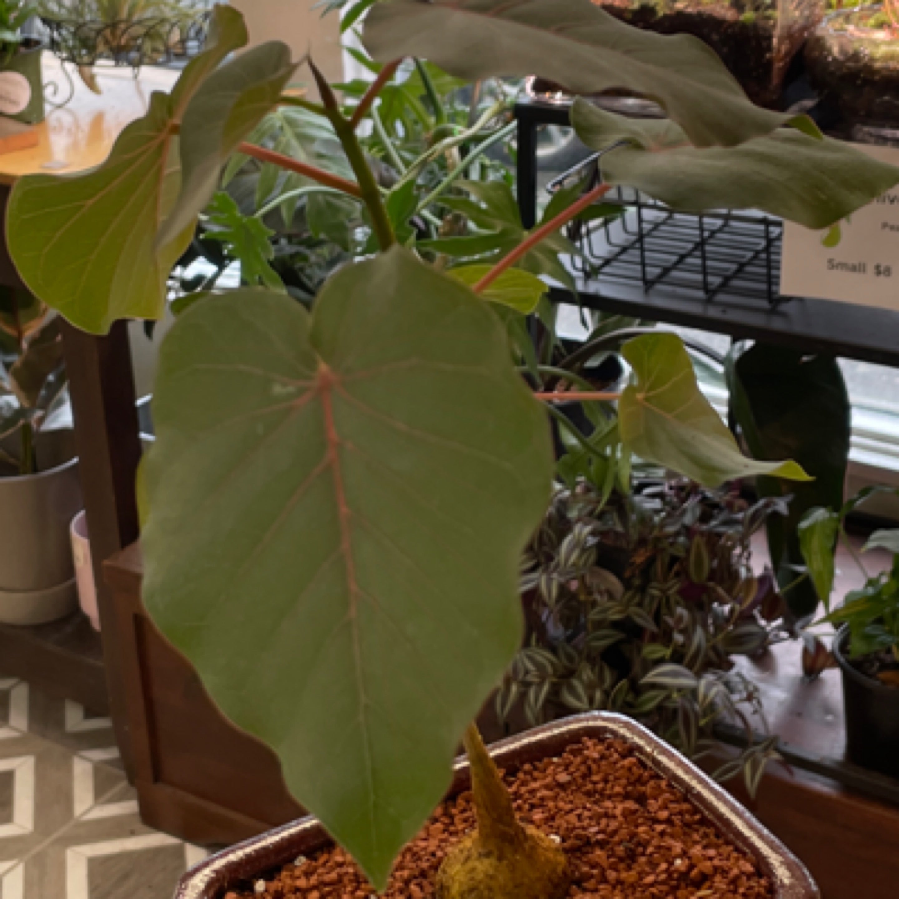 Bonsai