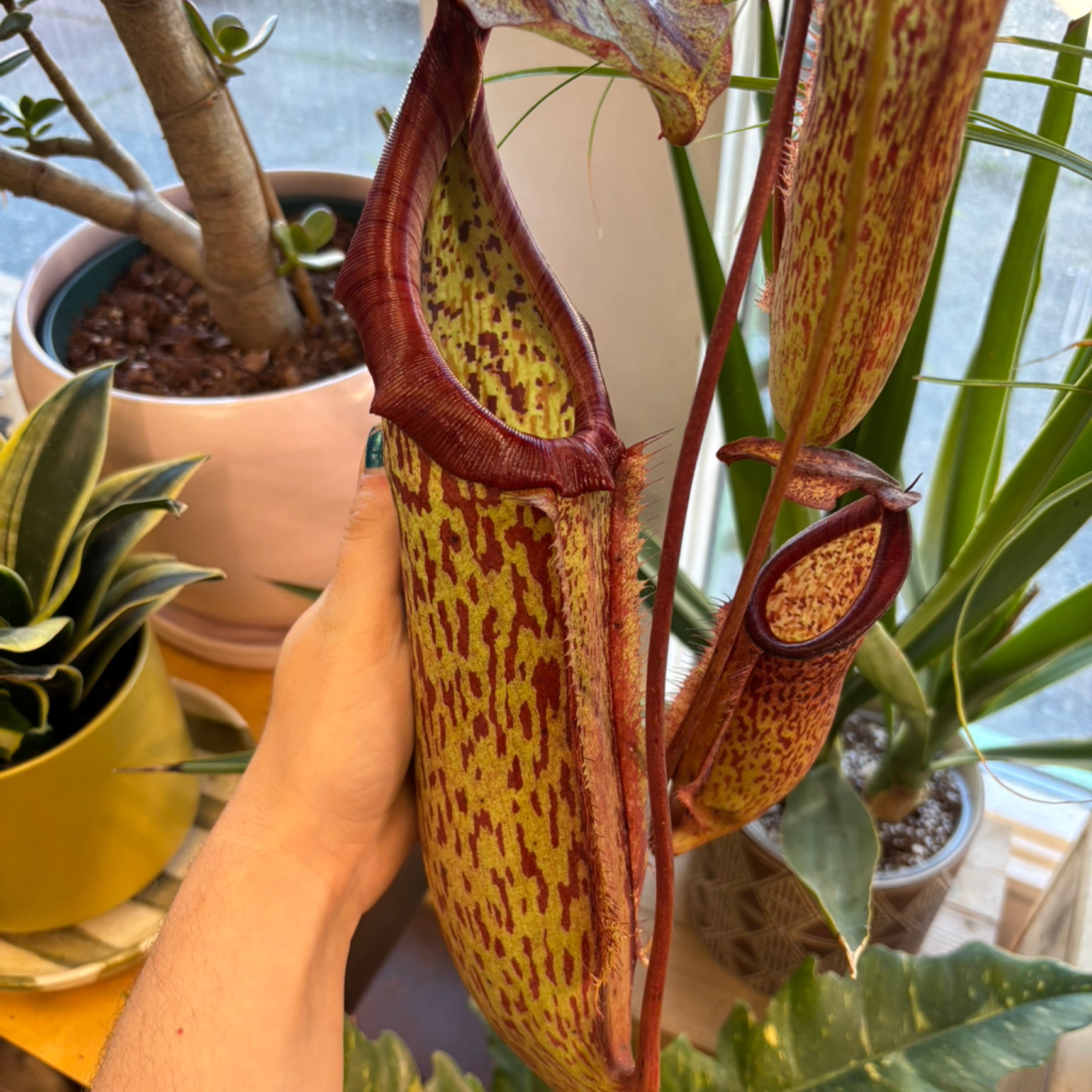 Nepenthes Miranda HB