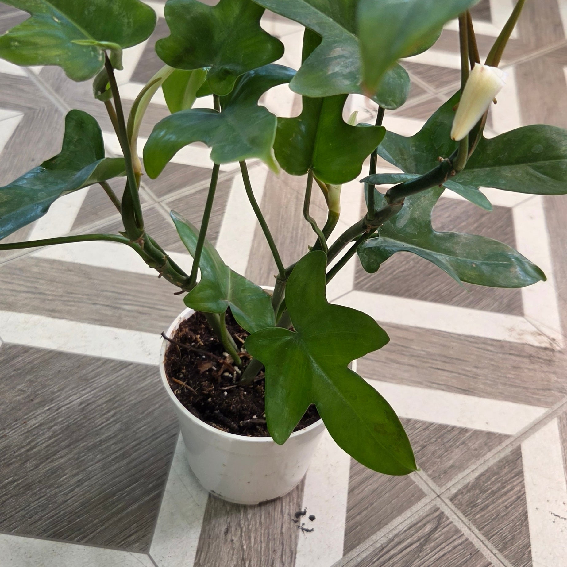 Philodendron pedatum 'Oak Leaf'