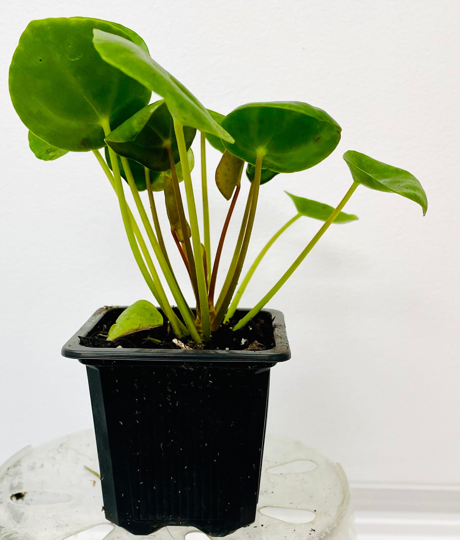 Pilea peperomioides 'Friendship Plant'