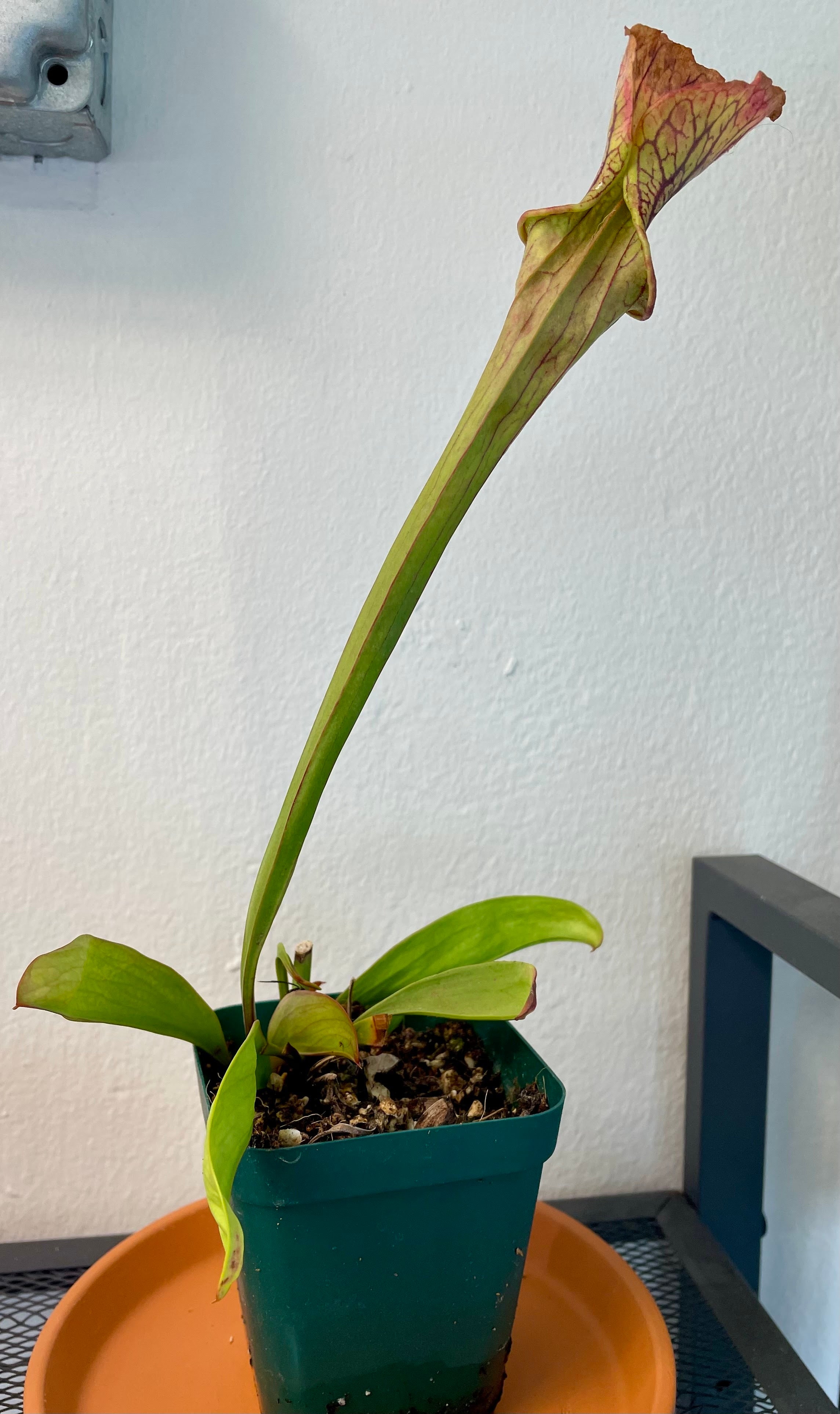 Photo 3 of 4
