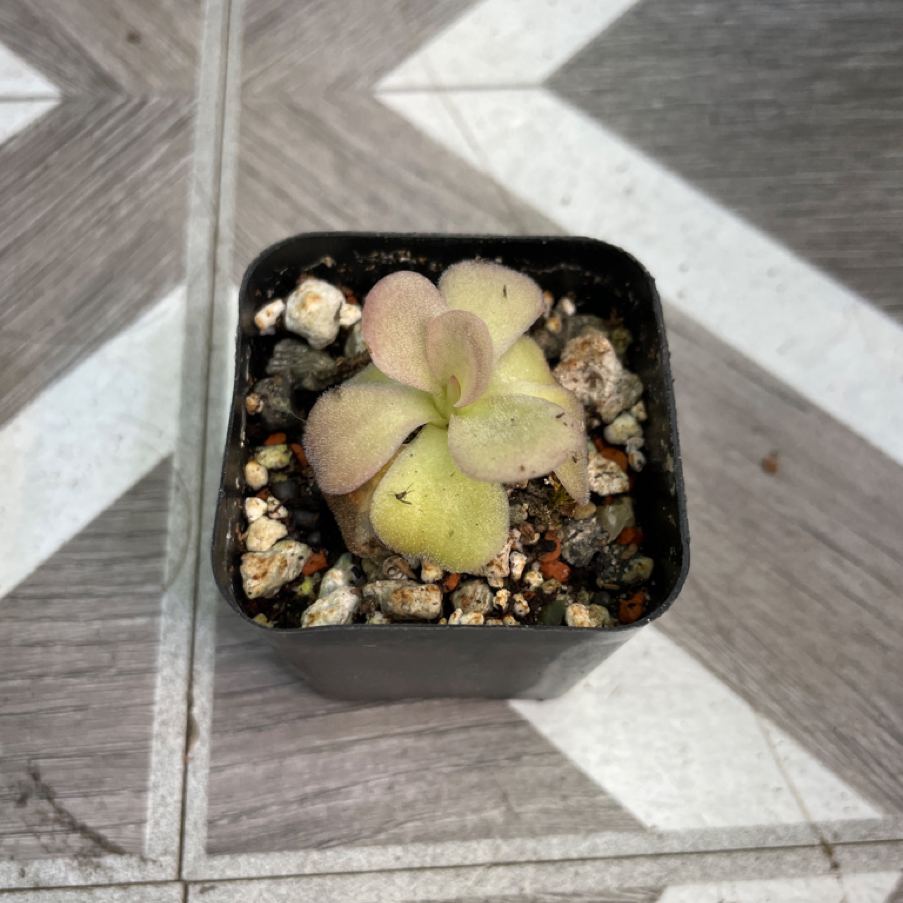 Pinguicula Agnata ‘El Lobo’